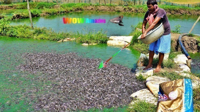 'Million Of Catfish Eating Food in Pond | Hybrid Magur Fish Farming Business in India part-3'