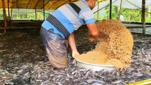 'Floating Feed For Hungry Hybrid Magur Catfish In Fish Farming Business | Live Feeding Catfish Video'