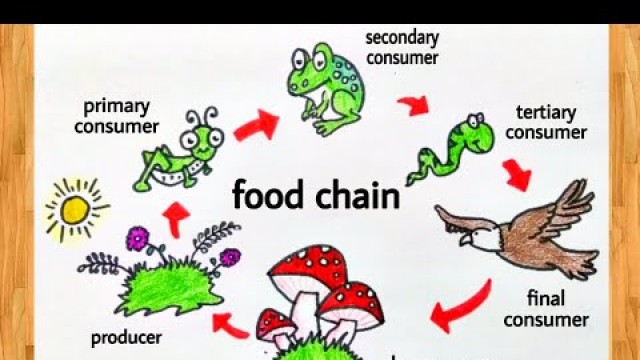 'food chain drawing / food chain diagram / how to draw food chain diagram class 10'