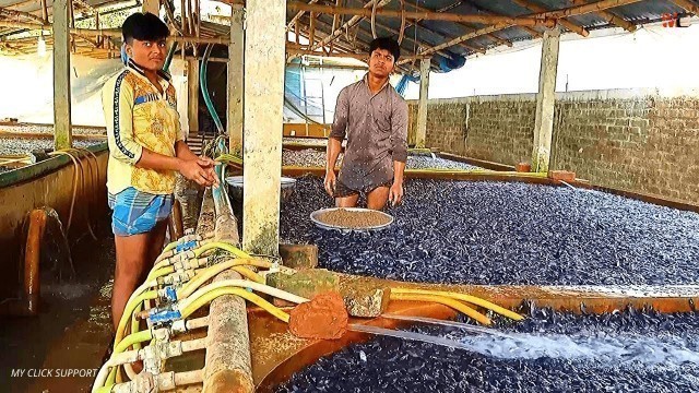 'Food and Feeding Habits of Catfish Clarias Batrachus in Tank | Hybrid Magur Fish Farming in Asia'