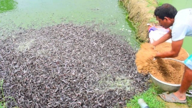 'Hybrid Magur Fish Farming Business in India   Million Catfish Eating Food in Pond   হাইব্রিড মাগুর'