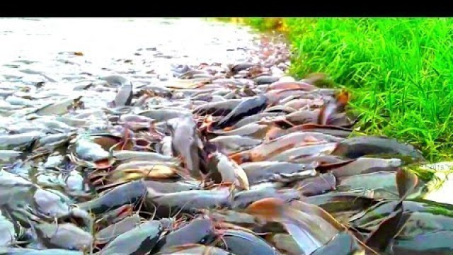 'Hybrid Magur Fish Farming In India|| Million Catfish Eating Food In Pond || Part 36'