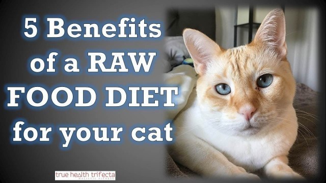 '5 Benefits of a Raw Food Diet for Cats – Healthy Homemade Cat Food / Raw Meat Diet for Cats'