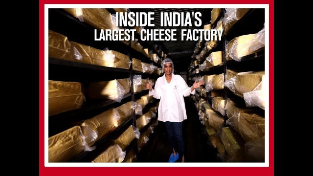 'Food For Thought: Inside India\'s Largest Cheese Factory!'