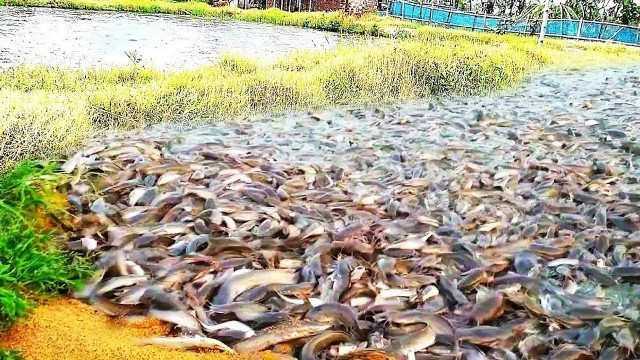 'Unbelievable ! Hungry Hybrid Magur Catfish Eating Food Live In Ponds'