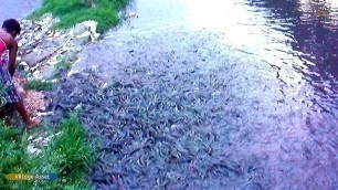 'Unbelievable! Million Million Hybrid Magur Fish Eating Food in Pond | Catfish Farming Business India'