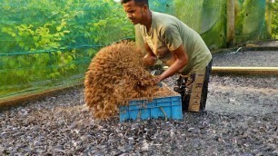 'Medicated Feeds Mixing Medicine With Fish Food || Hybride Mangur Fish Farming Business || Catfish'