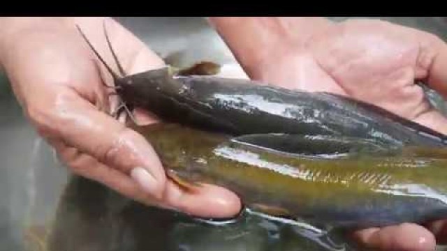 'Magur fish | Broad deshi magur fish farm in bd | 4k'