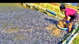 'Hybrid Magur Fish Farming Production | Million Catfish Eating Floating CP Feed'