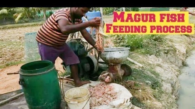 'Magur fish farming, Magur fish feeding process|catfish culture|catfish farming'