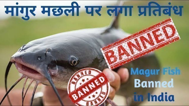 'मांगुर मछली पर सरकार ने क्यों लगाया प्रतिबंध ? Magur Fish Banned in India'