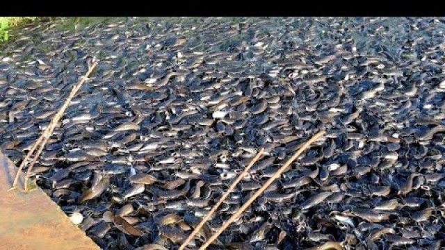 'They Gives Lots Of Different Food To Hungry Catfish|| Hybrid Magur Fish Farming In India Part-1'