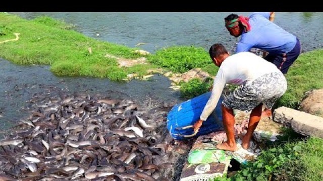 'Million Catfish Eating Food In Hatchery||Hybrid Magur Fish Farming Business In India||Part 90'