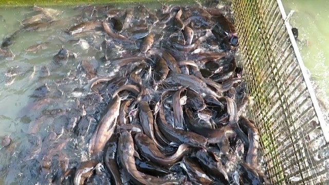 'Incredible Big Indian Hybrid Magur Fishes || Eating Floating Feed|| Farming Business Indian Catfish'