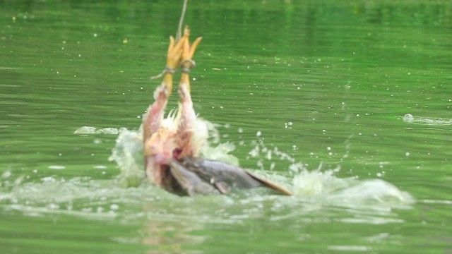 'Feeding Live Food To Catfish | Hybrid Magur Fish Farming Business In India part(12)'