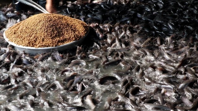 'Indian Magur Fish Farming Business || indian catfish eating food pond and cement tank'