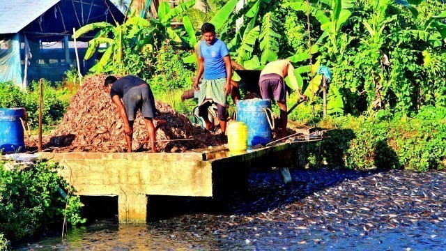 'Millions Of Hungry  Hybrid Magur Fish  Have Jumped Into The Food || Hybrid Magur Farming Business'