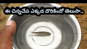 'A small fish seed catch & leave in cultivate water || in telugu'