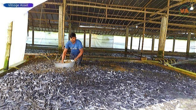 'Awesome! Hybrid Magur Fish Farming Business in Asia | Catfish Farming in Village Tank'