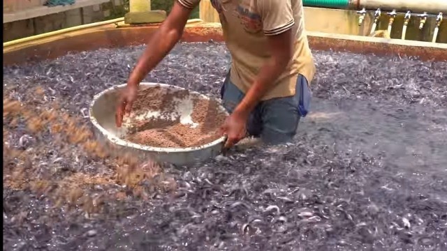 'Hybrid Magur Fish Farming Business In India | Feeding Live Food To Catfish #Catfish #FishFeeding'