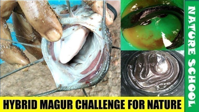 'Dangerous hybrid magur fish destroying native species and ecology of India'