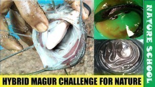 'Dangerous hybrid magur fish destroying native species and ecology of India'