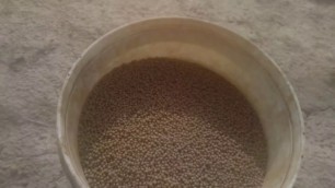 'Magur fish seed  eating feed information'