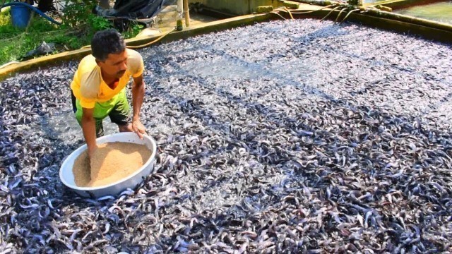 'Indian Magur Fish Farming Business || Hybrid Magur To Eat Food |Indian Cat Fish | হাইব্রিড মাগুর চাষ'