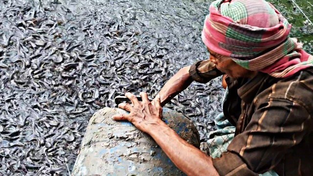 'This 70 Year Old Man Feeds Million Catfish Everyday | Hybrid Magur Fish Farming Business in India'