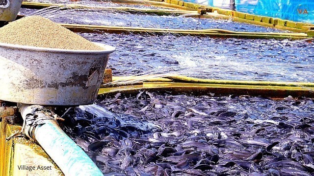 'Feeding Catfish in Tanks || Hybrid Magur Fish Farming Business'