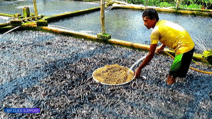 'Amazing Indian Hybrid Magur Fish Eating in Tank || Catfish Farming in Village'
