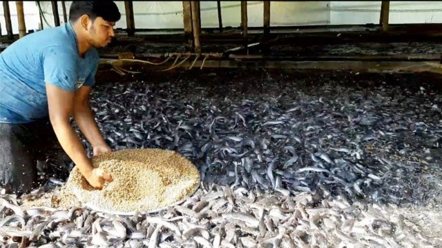 'Hybrid Magur Fish Farming In India||Million Of Catfish Eating  Food||মাগুর মাছের চাষ'