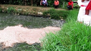 'Farmer Feeding Fish in the Pond || Indian Hybrid Magur Fish Farming Business'