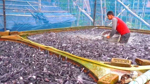 'They Are Giving Lots Of Food In Heavy Rain || Hybrid Magur Fish Hatchery'