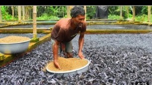 'Hybrid Magur Fish Farming Business in India _ Million Catfish Eating Food in Pond _ হাইব্রিড মাগুর'