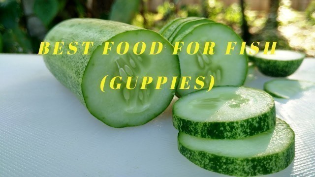 'BEST FOOD FOR FISH ( Guppies )  CUCUMBER FEEDING'