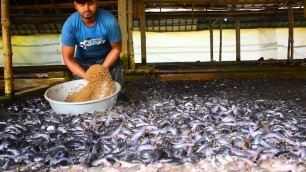 'Hybrid Magur Fish Farming Business In India | Million Of Catfish Eating Food In Cement Tank Part-8'
