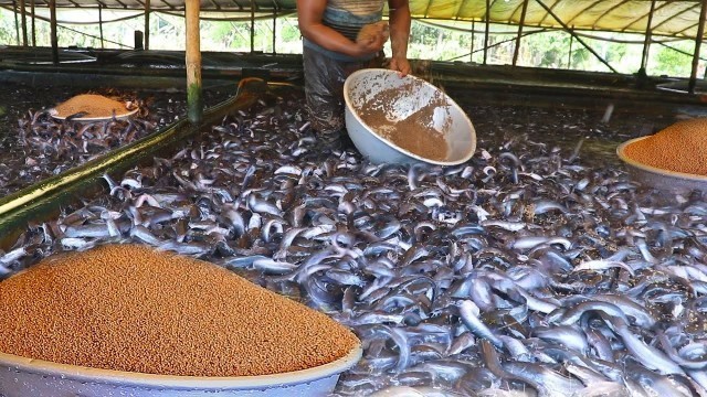 'Hybrid Magur Fish Farming Kaise Kare | Mangur Machli Eating Food'