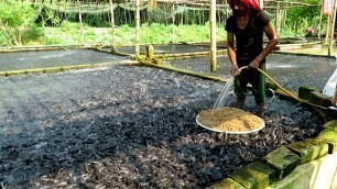 'Unbelievable! Hybrid Magur Fish Eating Food For Farming Business in Tanks | Magur catfish palan'