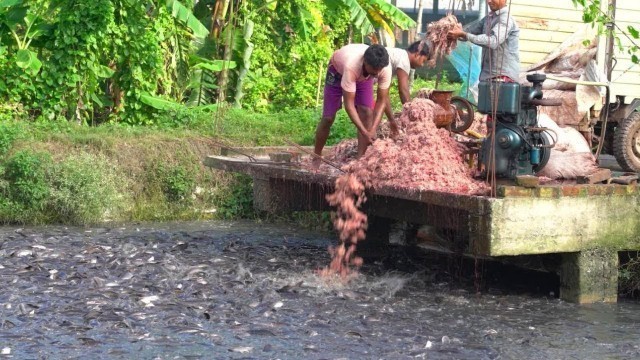 'Feeding Live Food To Catfish   Hybrid Magur Fish Farming Business In India   Fish World'