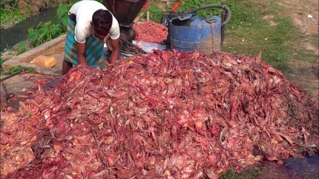 'Hybrid Magur Fish Eating Chicken Waste | Catfish Farming | হাইব্রিড মাগুর'