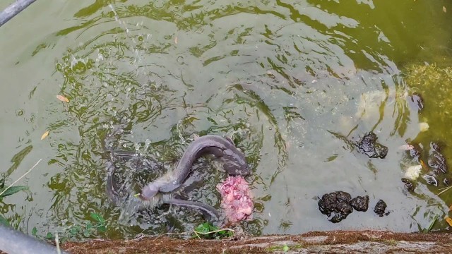 'Feeding Magur fish'