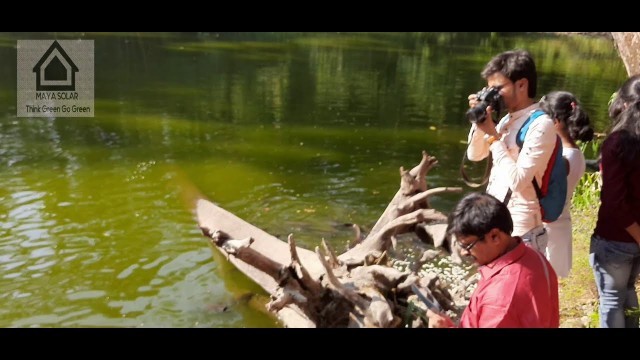 'Hybrid magur fish  in india.'