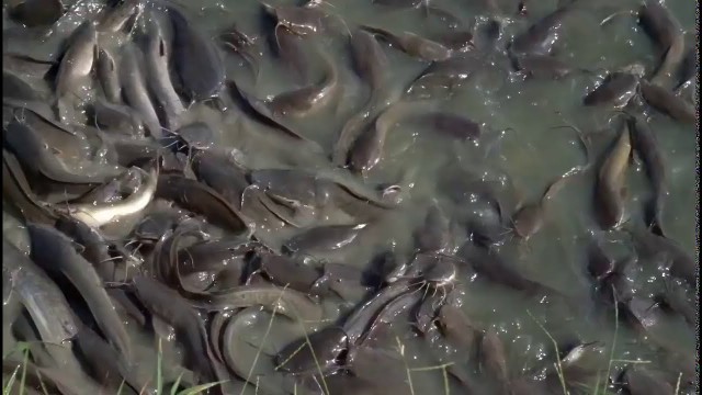 'Feeding Live Food To Catfish Hybrid Magur Fish Farming Business In India Fisher man'