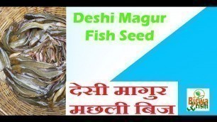 'Deshi magur fish farming is profitable. All catfish are not ban. Biswa Krishi'