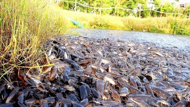 'Memberi makan ikan magur hibrida di tambak || Fish feeding in Pond farming'