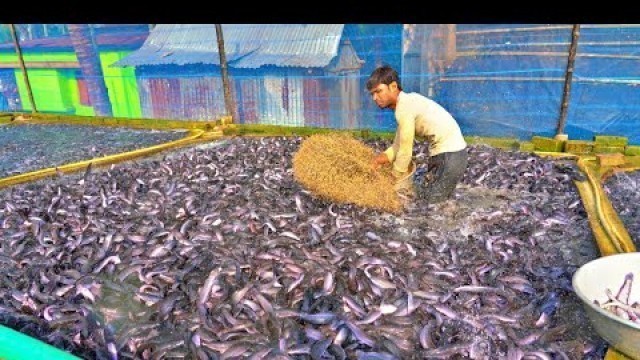 'Hybrid Magur fish farming business in India | Million of Catfish Eating Food | Catfish Farm part-18'