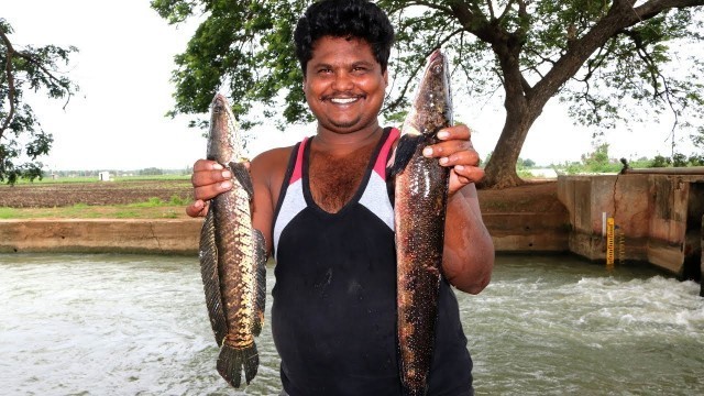 'Murrel Fish Fry | Koramenu Fry | Fish Roast By Country Boys'