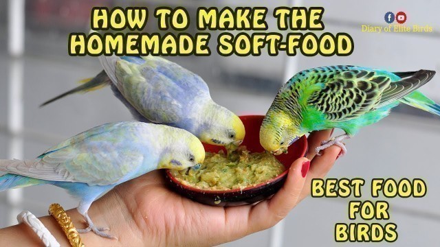 'How to make the easy homemade Soft food for pet birds Budgie Cockatiel Finches'