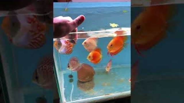 'DIY Discus Food | Testing Homemade Goat Heart Mix  | Best Discus Fish Food #shorts #aquaticzone'